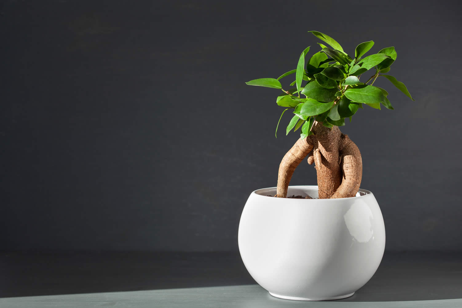 best indoor plants
