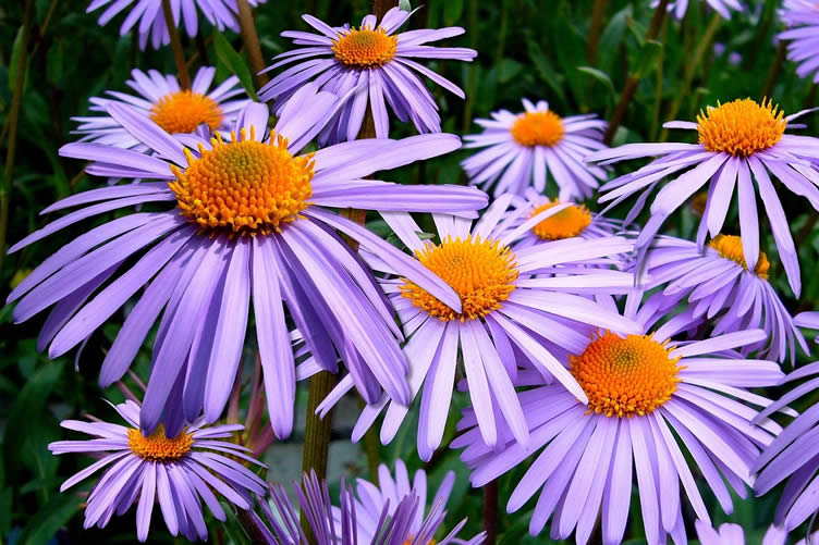 aster flower