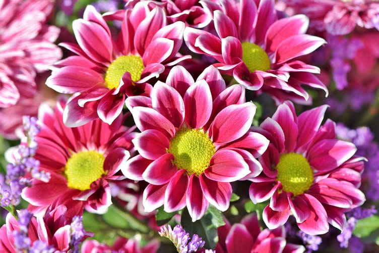 aster flower