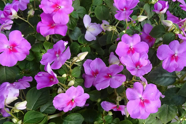 shady impatiens