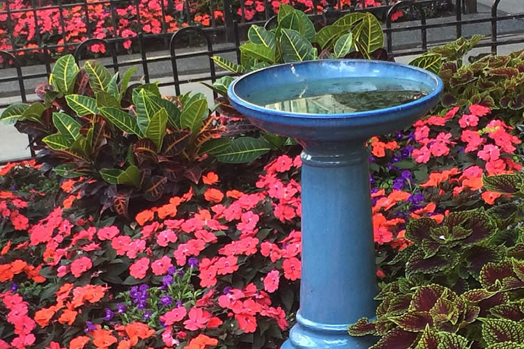 shady impatiens
