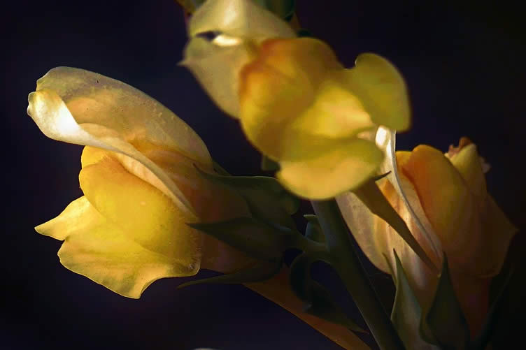 snapdragon
