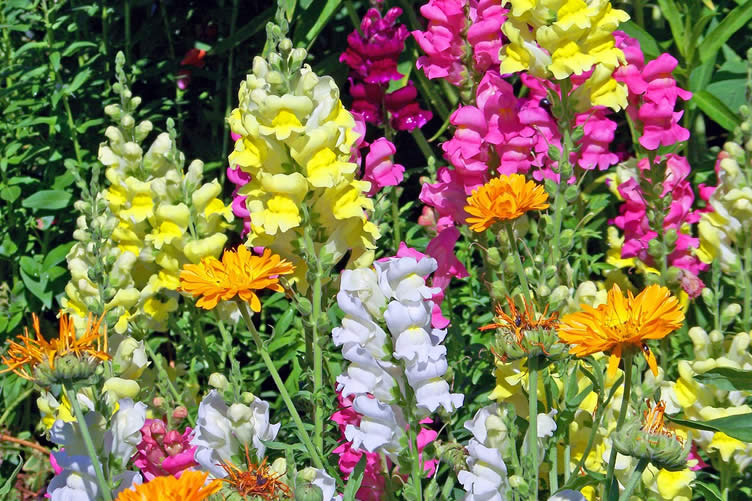 snapdragon