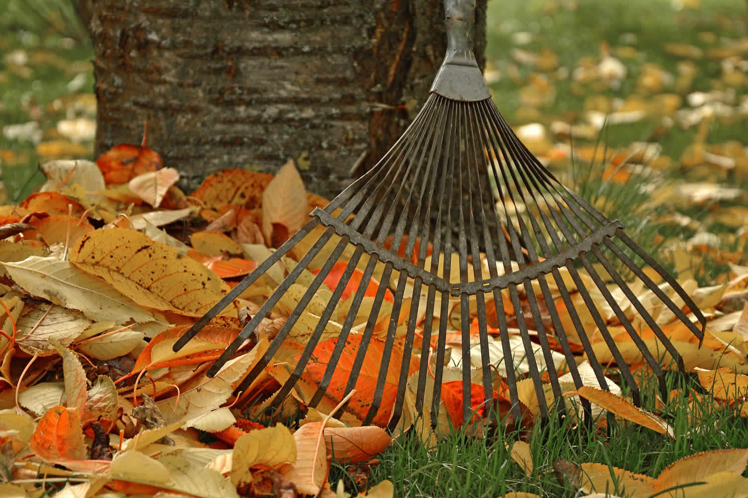 landscaping services