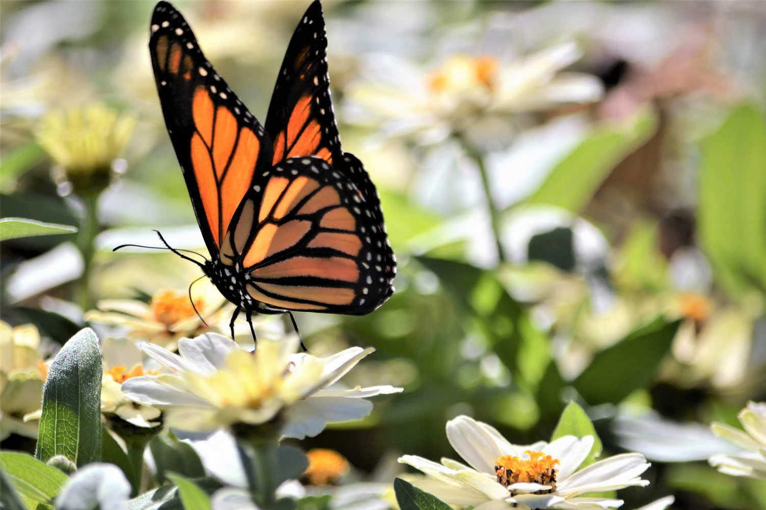 yard biodiversity
