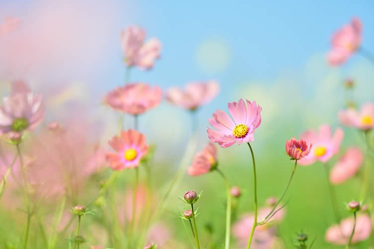 cosmo garden