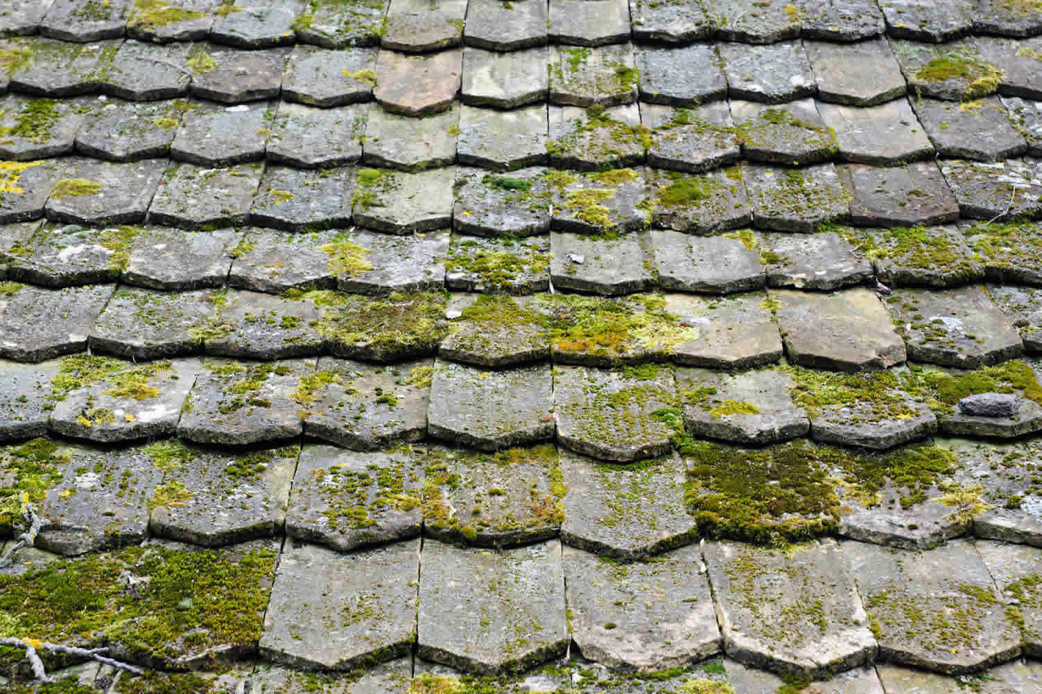 how trees can ruin roof