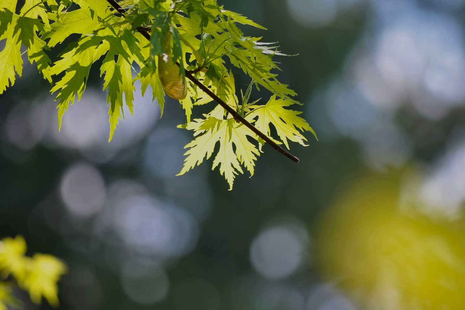 types of maple trees