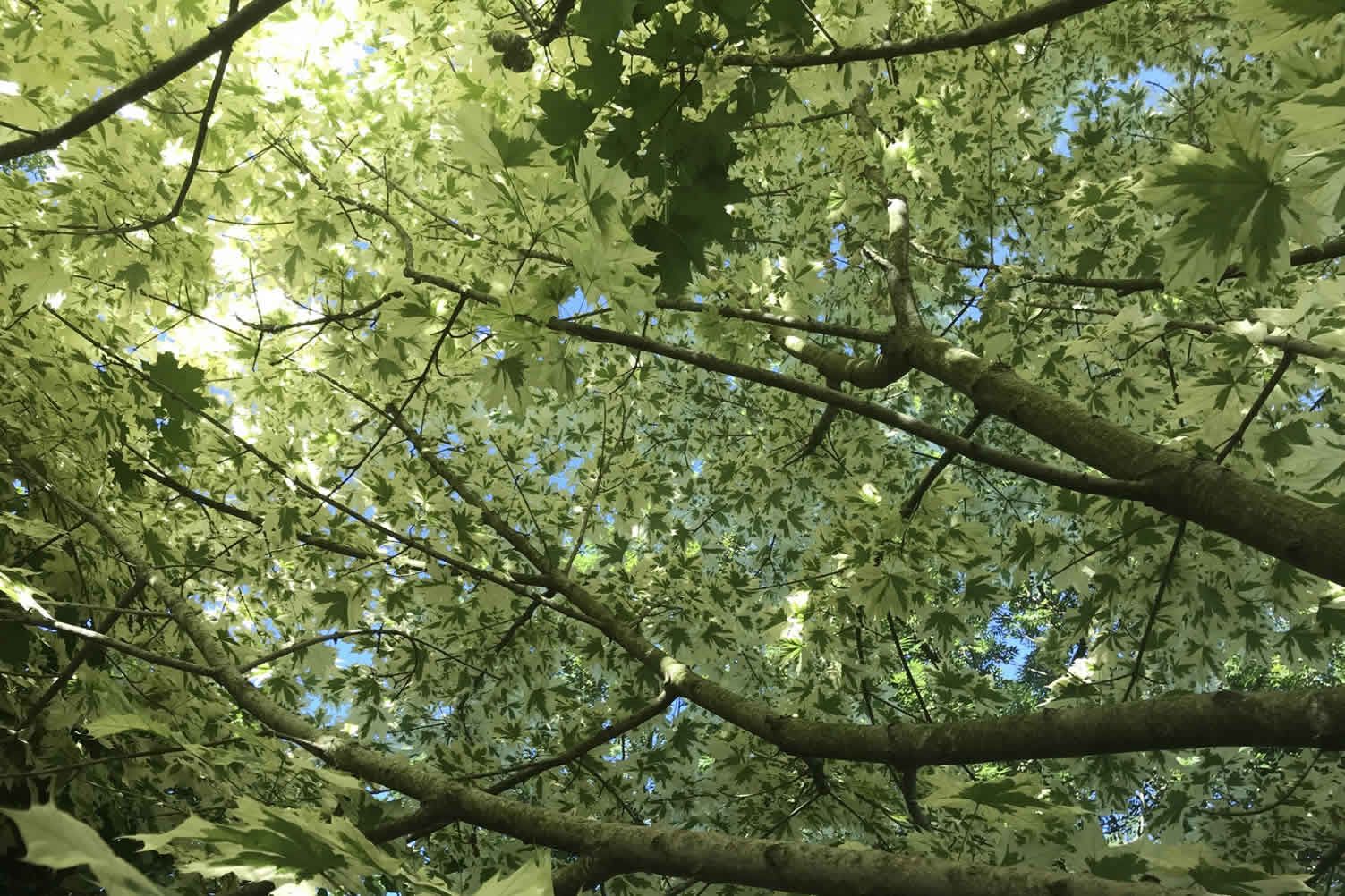 types of maple trees