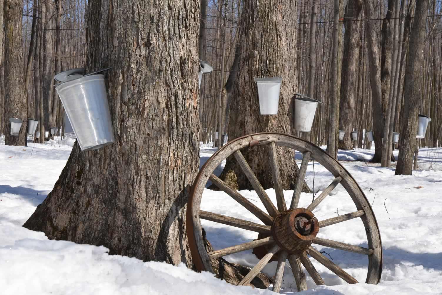 types of maple trees