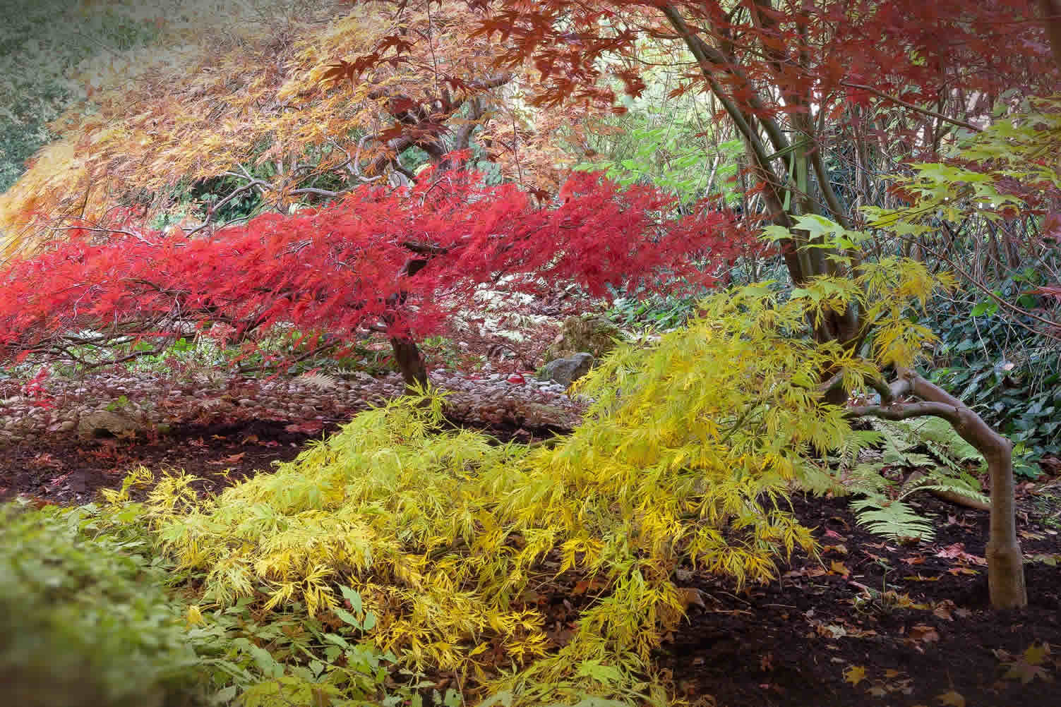 types of maple trees