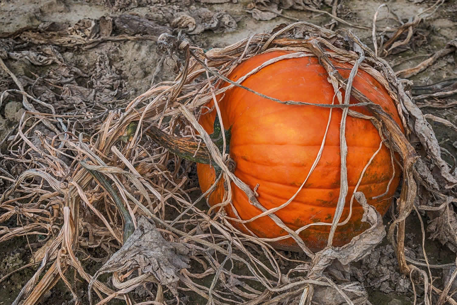 october begins