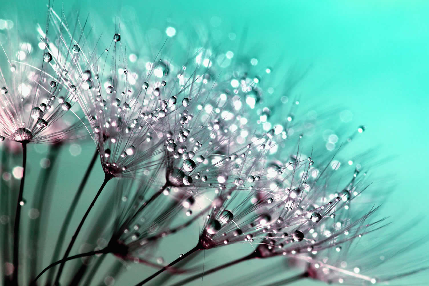 spring flowers