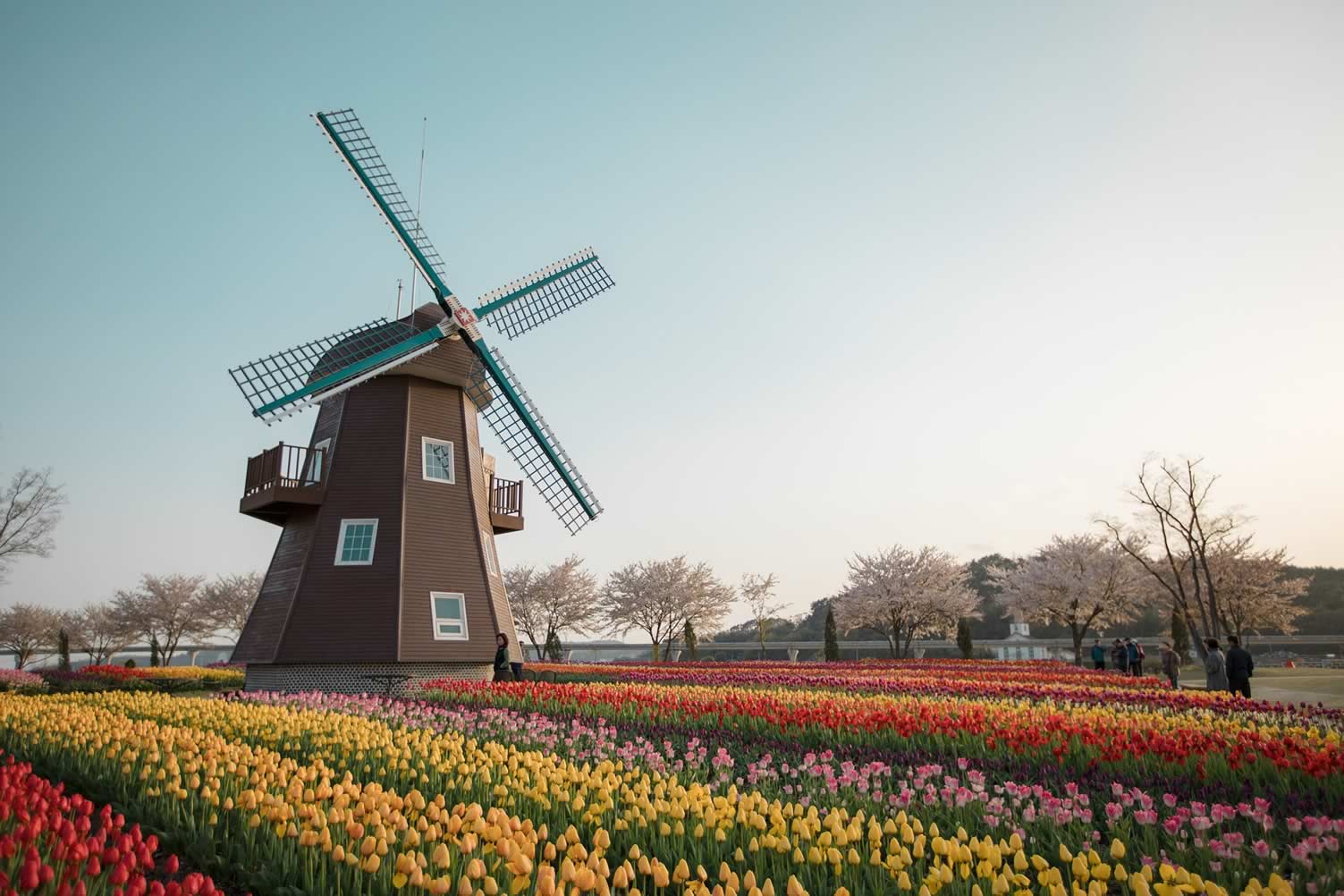 holland tulip 