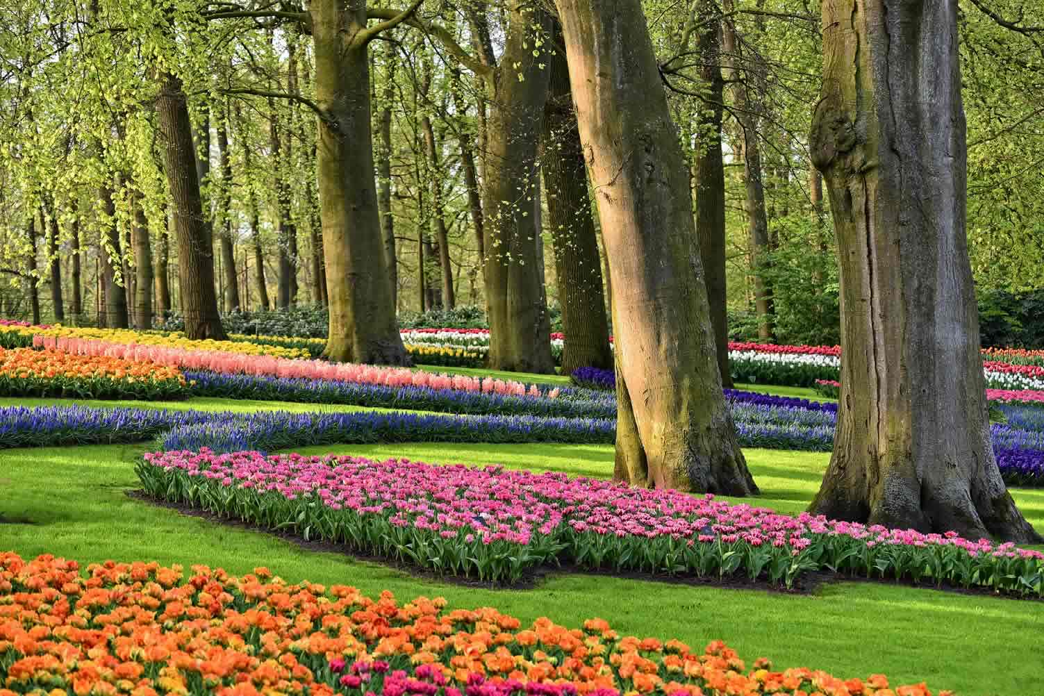 holland tulip 