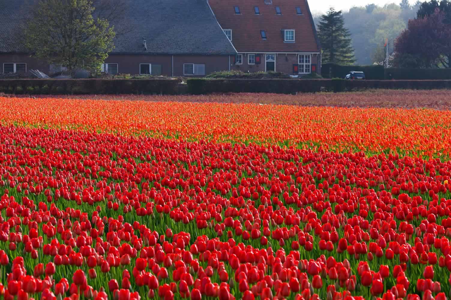 holland tulip 