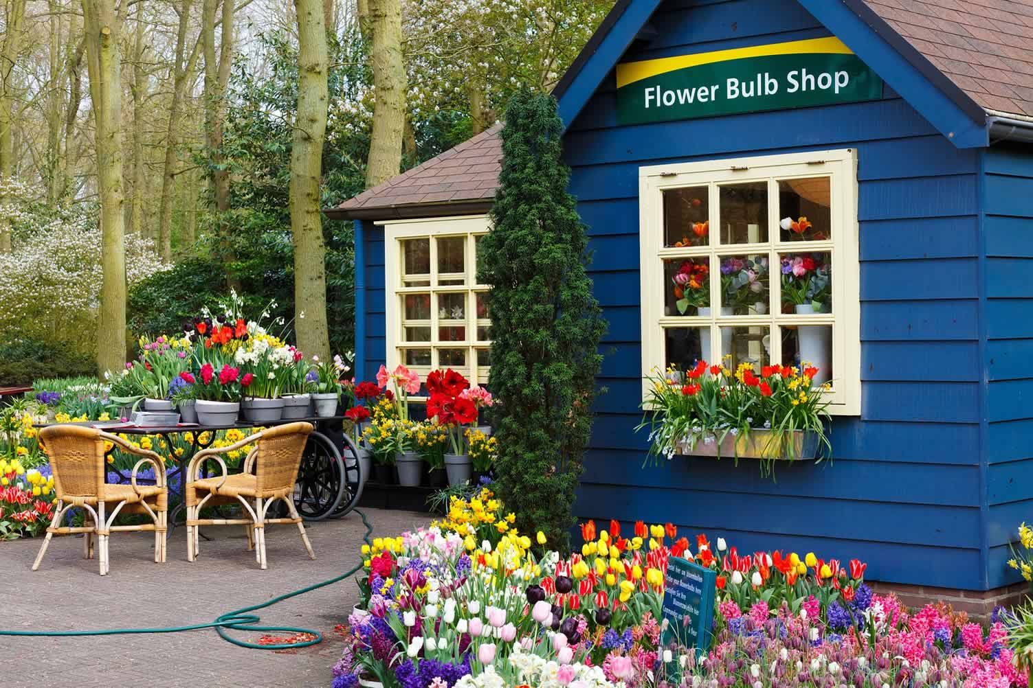 tulip garden