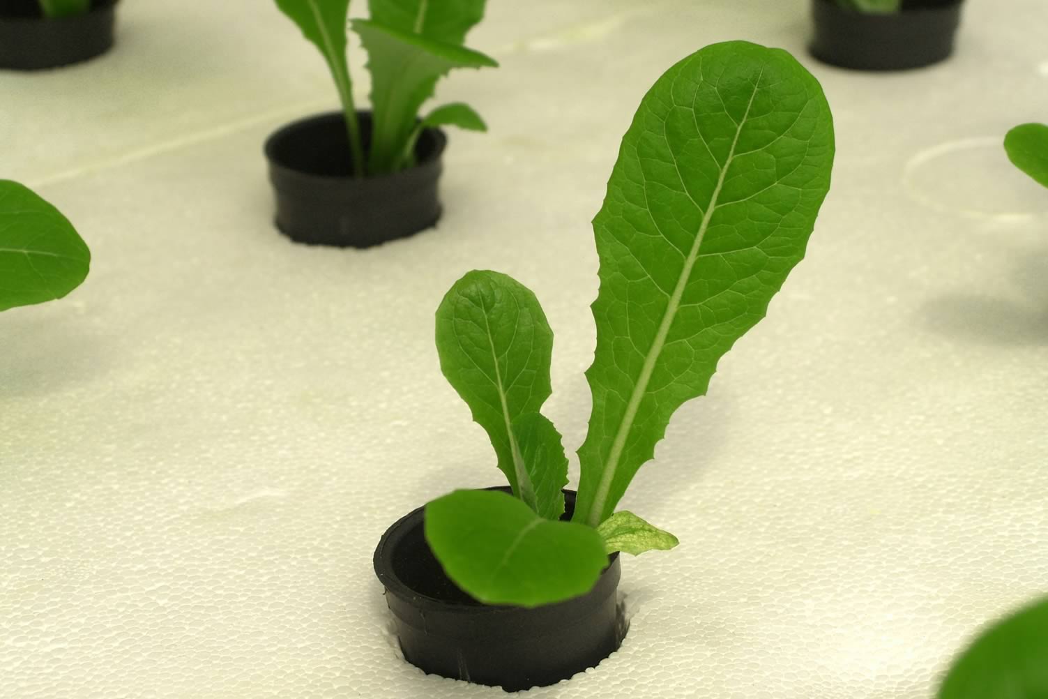 hydroponic gardening