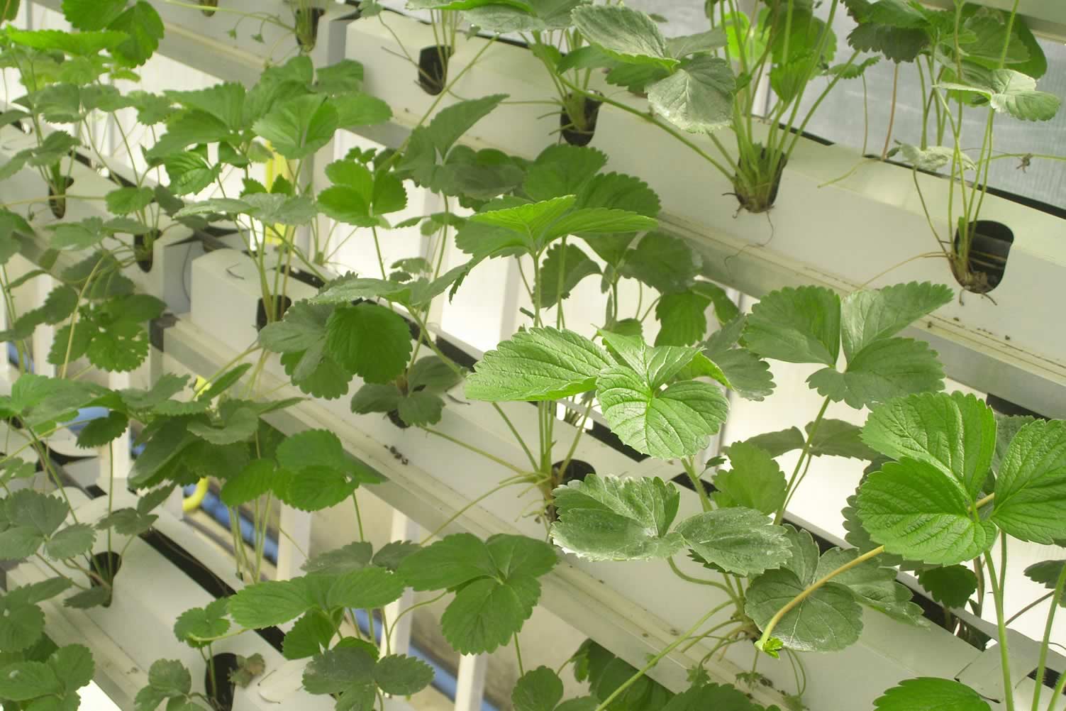 hydroponic gardening