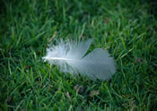 lawn maintenance