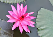 garden ponds