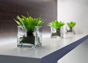 vases